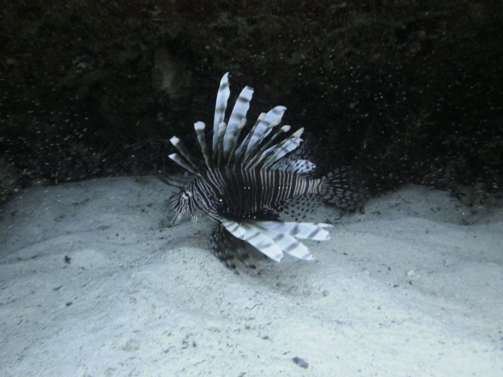 Lionfish