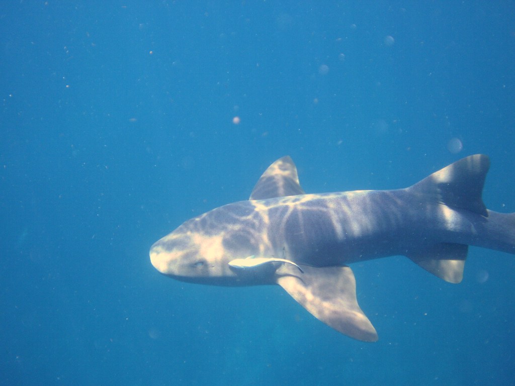 Nurse Shark
