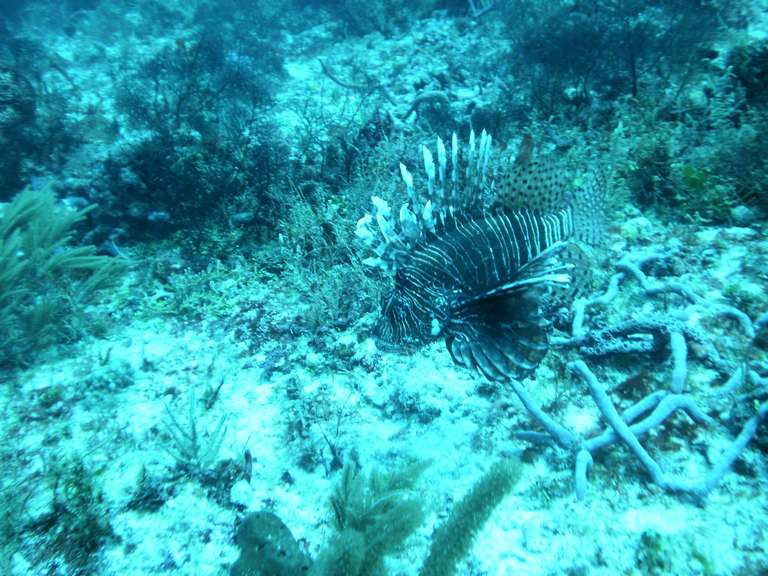 Lion Fish