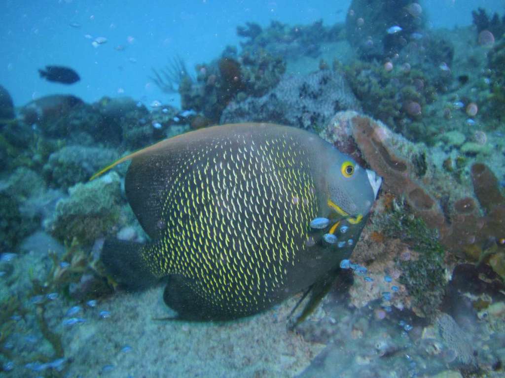 Grey Angelfish
