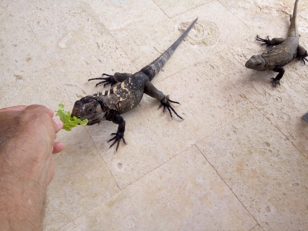 Feeding the Iguana