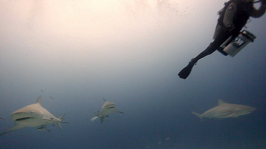 Following Us to the Surface