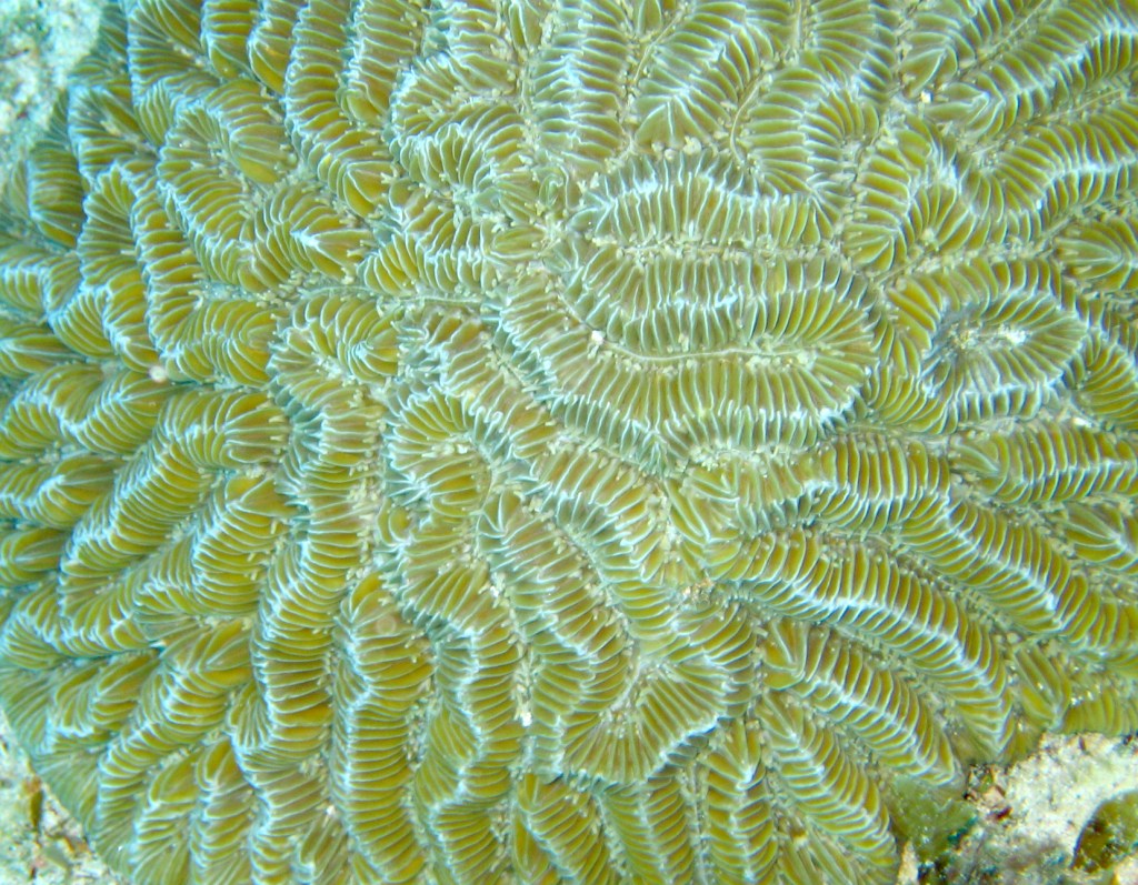Brain Coral