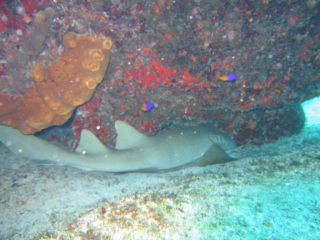 Nurse Shark