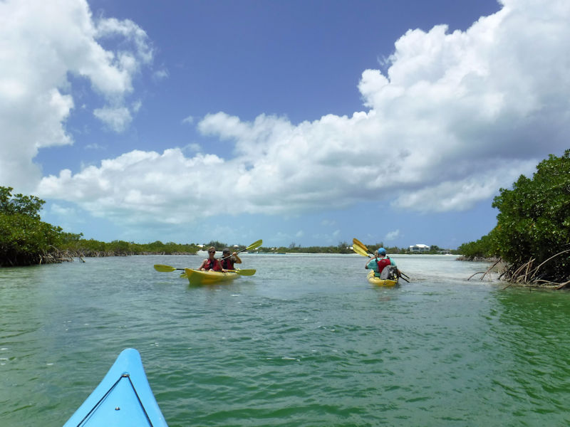 Kayaking in the Mangroves