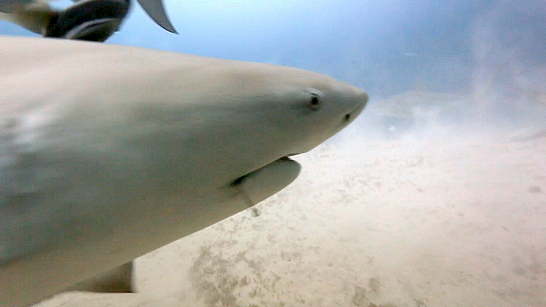 Bull Shark with Hook