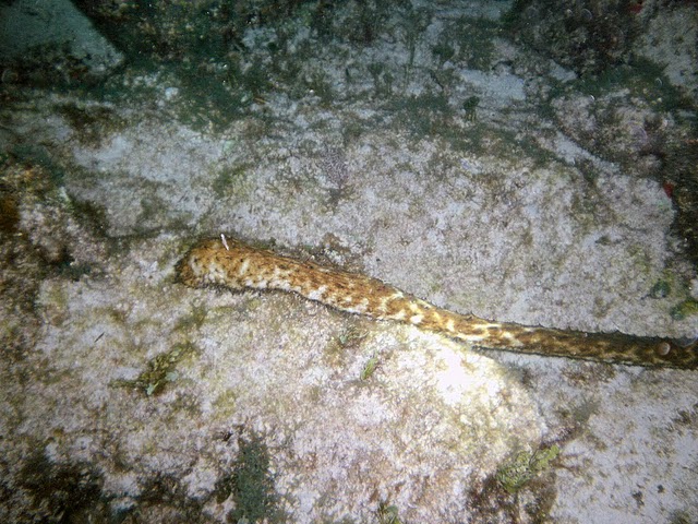 Sea Cucumber