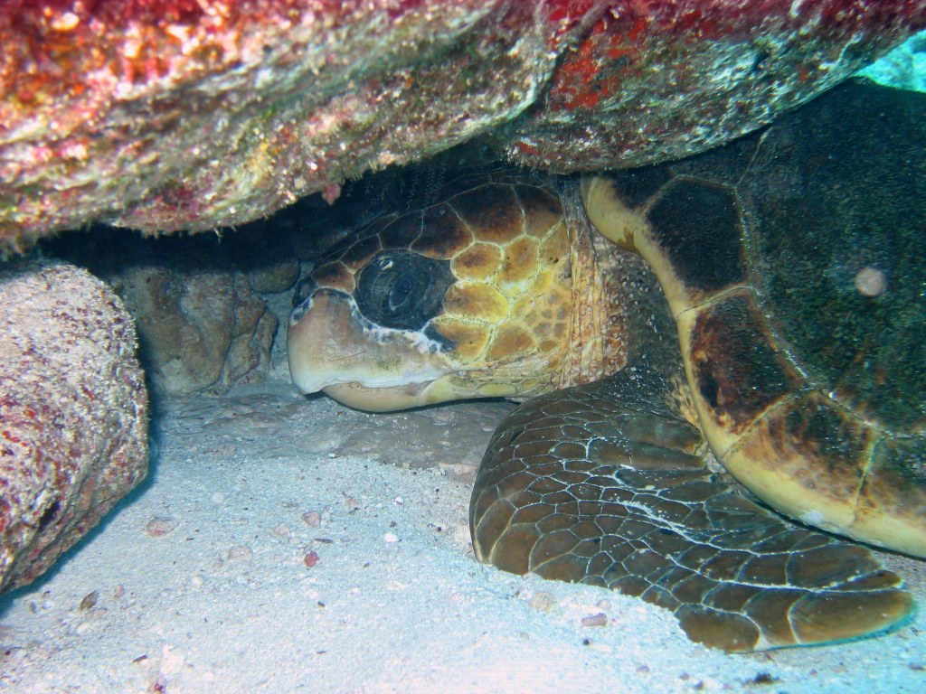 Sea Turtle