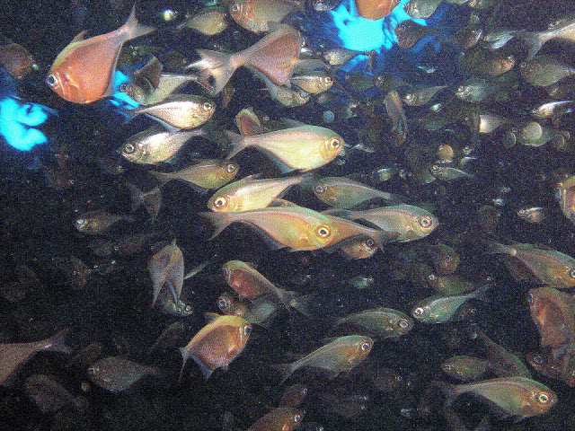 Hatchet Fish on Mam Vina