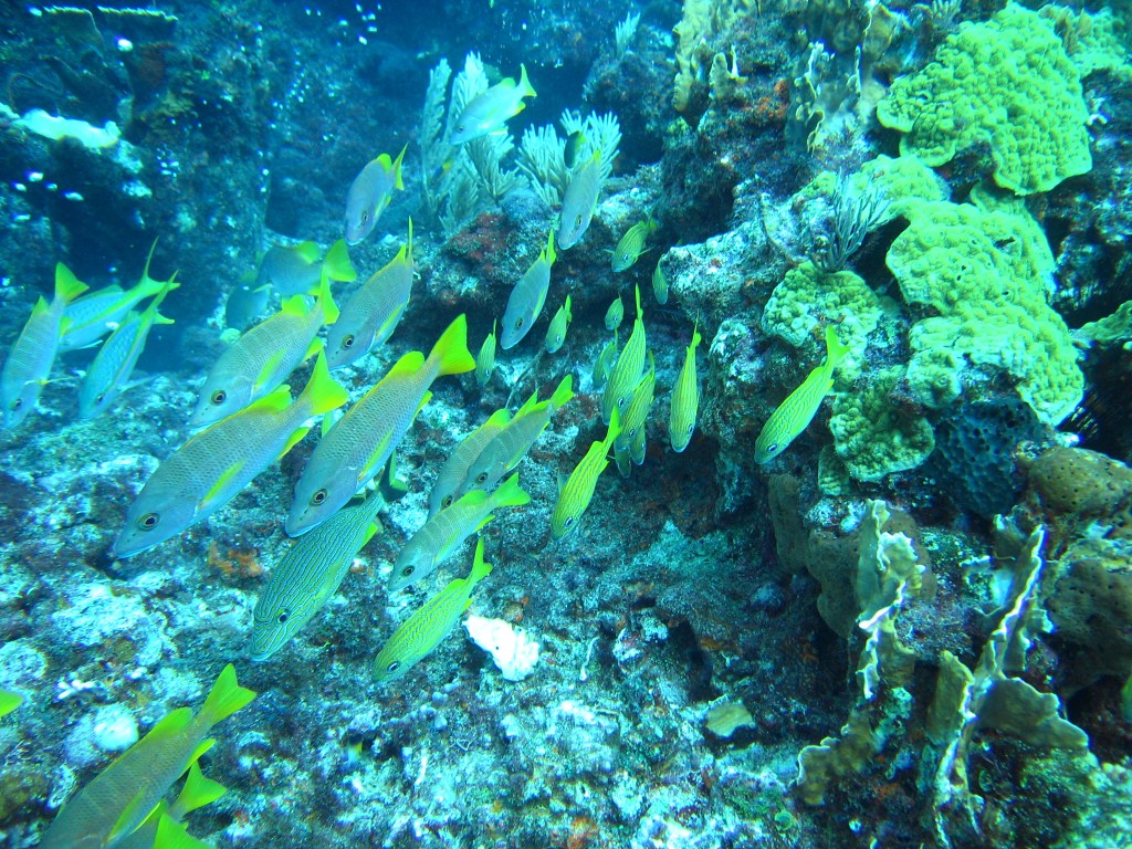 Yellow Striped Grunts