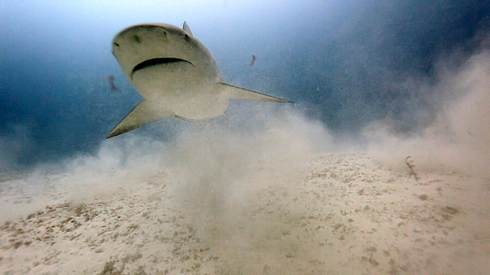 Bull Shark