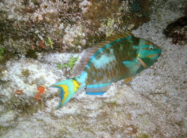 Sleeping Parrotfish