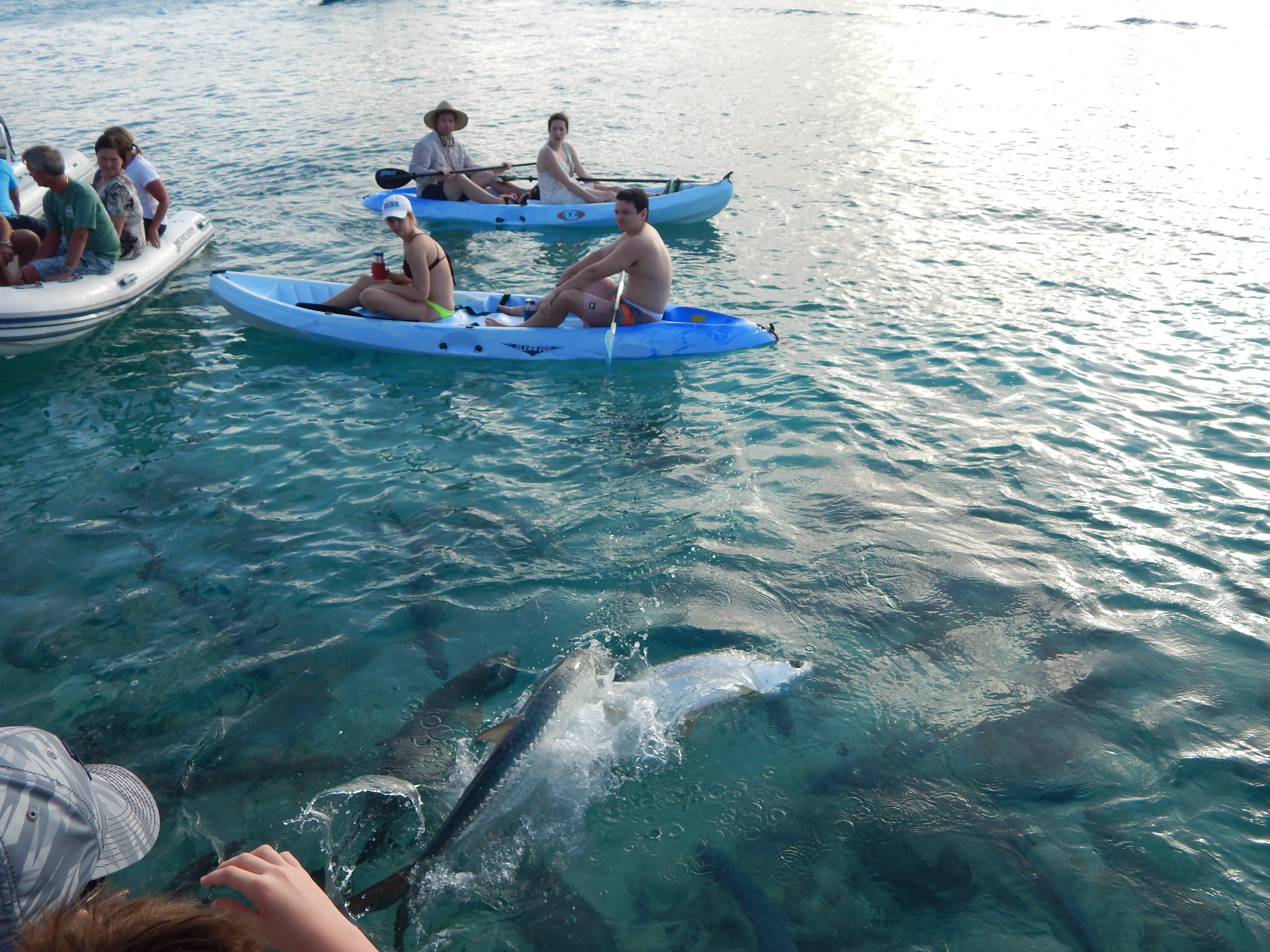 Tarpons at Saba Rock