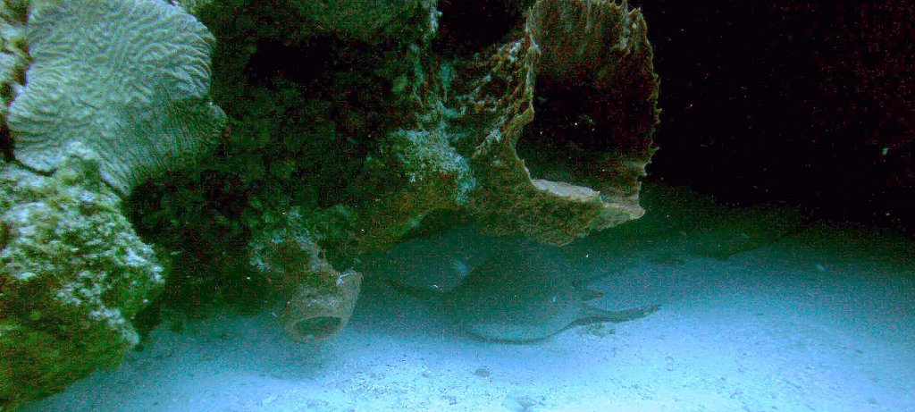 Nurse Shark