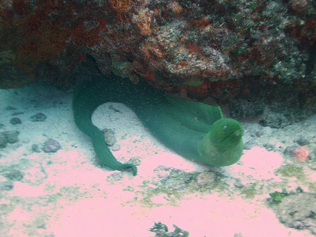 Green Eel