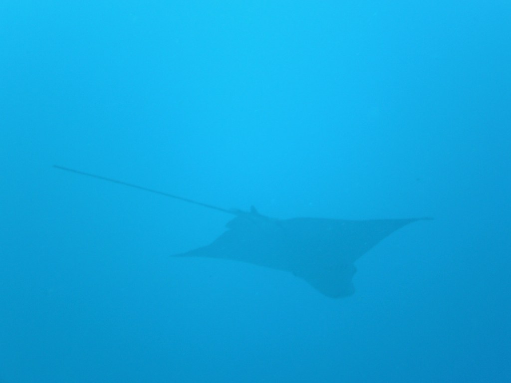 Eagle Ray