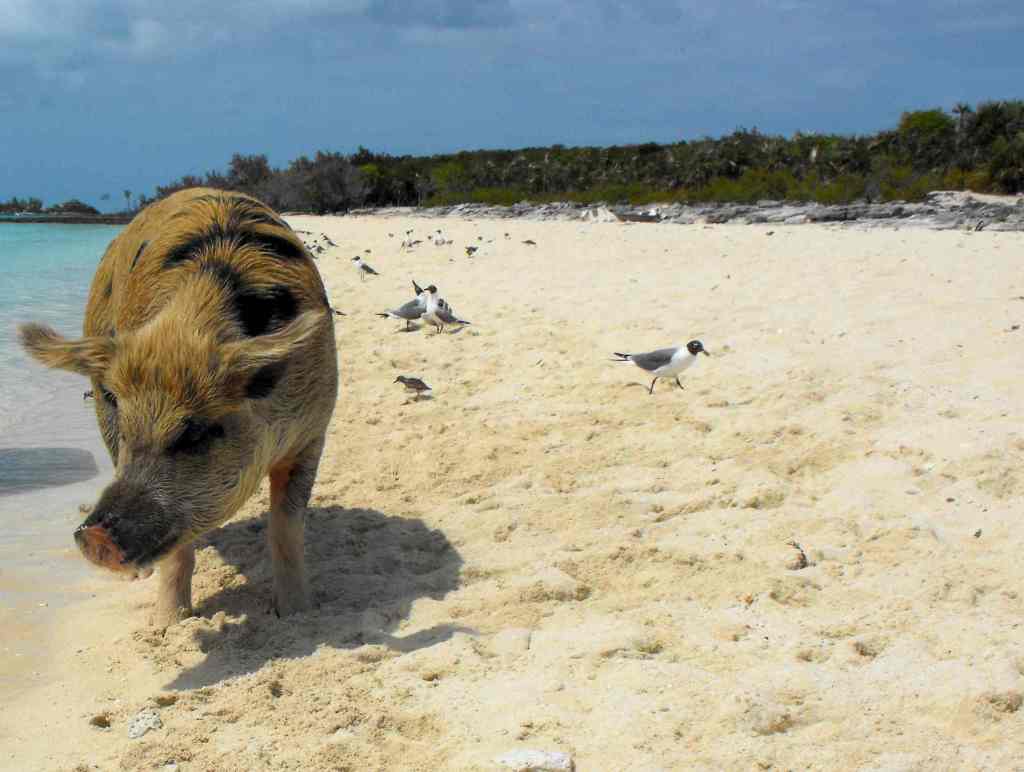Sow at Pig Beach