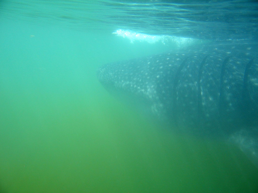 Whale Shark