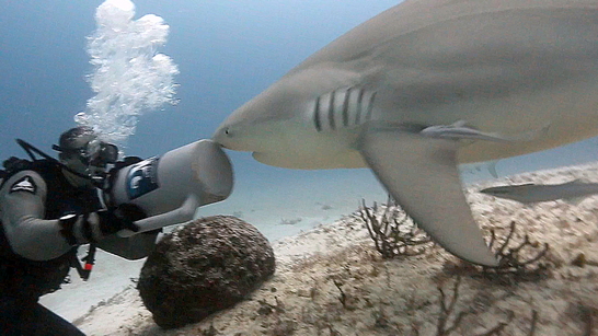 Fending Off Bull Shark