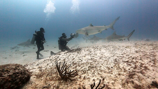 Octavio Finding Off Shark
