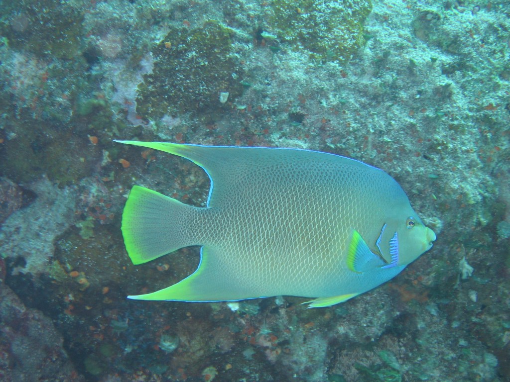 Angel Fish