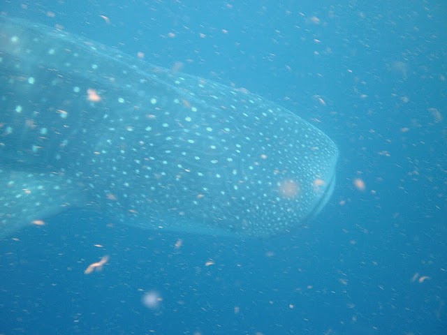 Whale Shark